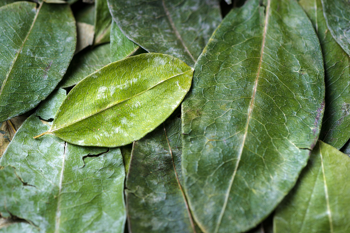 Coca Boliviana: proprietà ed usi