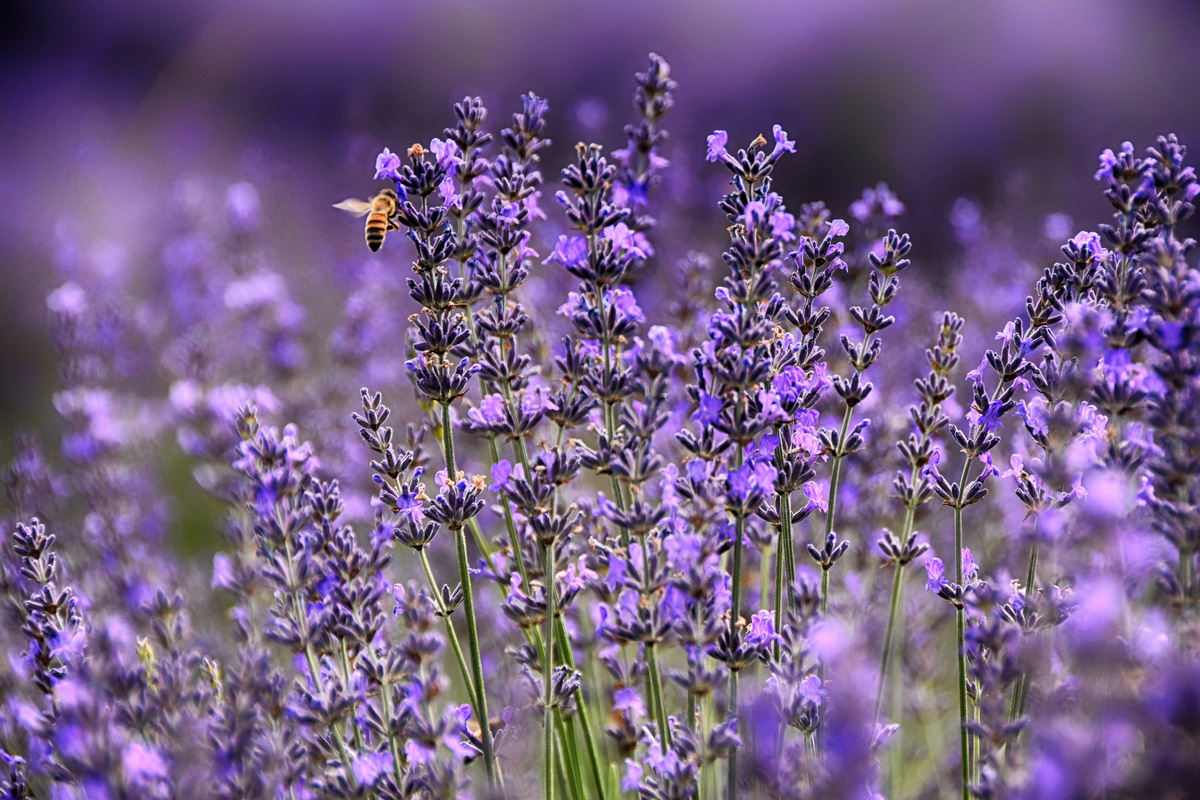 Lavanda