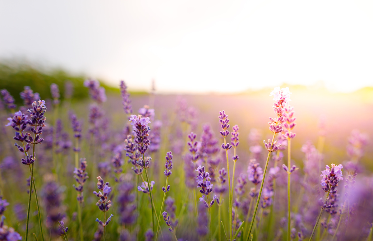 Lavanda: benefici ed uso