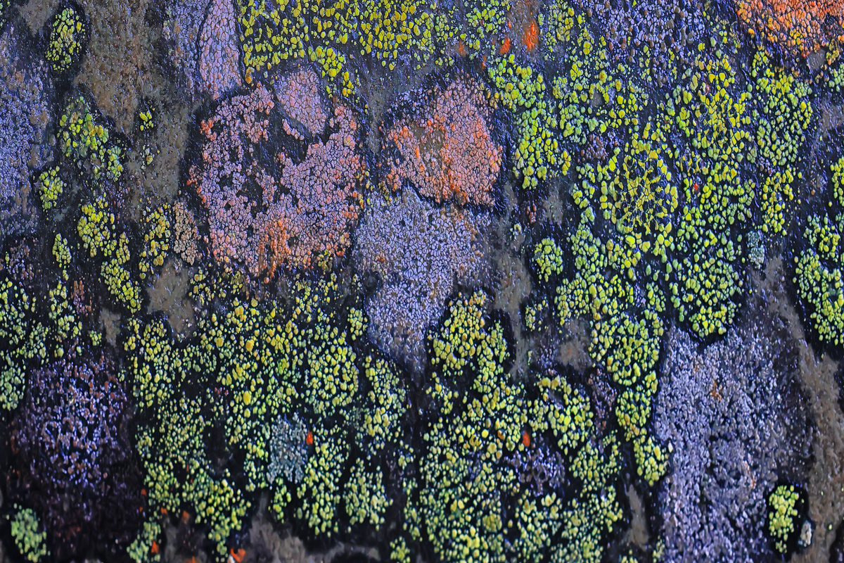 Lichene Polmonario