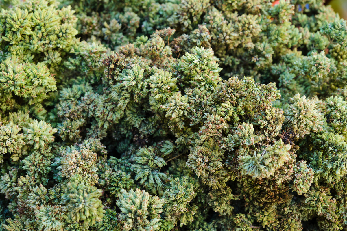 Origano Volgare: benefici ed uso