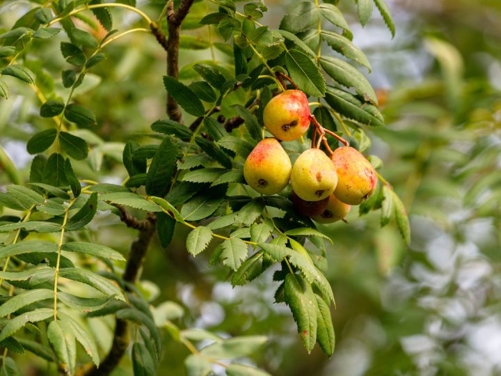 Sorbo Rosso: benefici ed uso