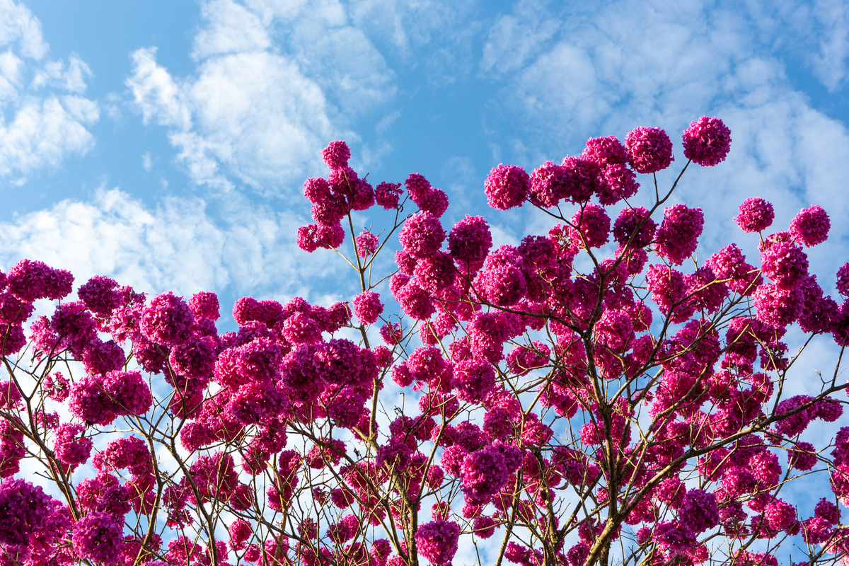 Tabebuia