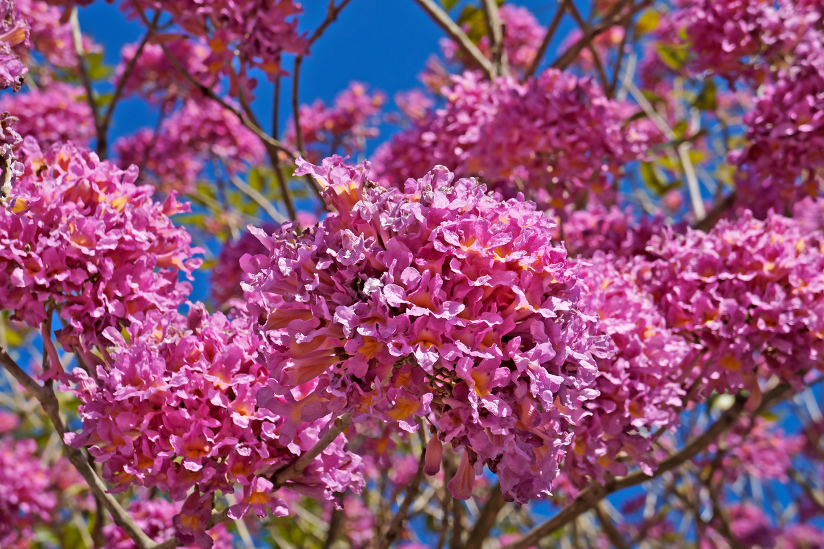 Tabebuia: benefici ed uso