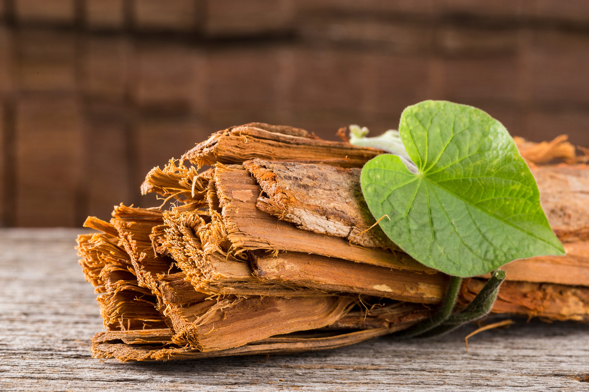 Uncaria: benefici ed utilizzo