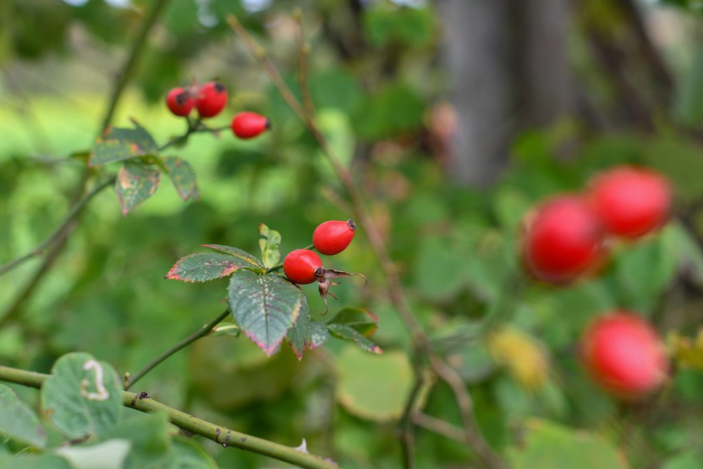 Uva Ursina