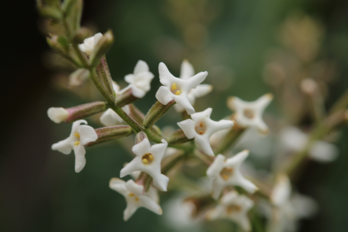 Verbena Odorosa: proprietà ed uso