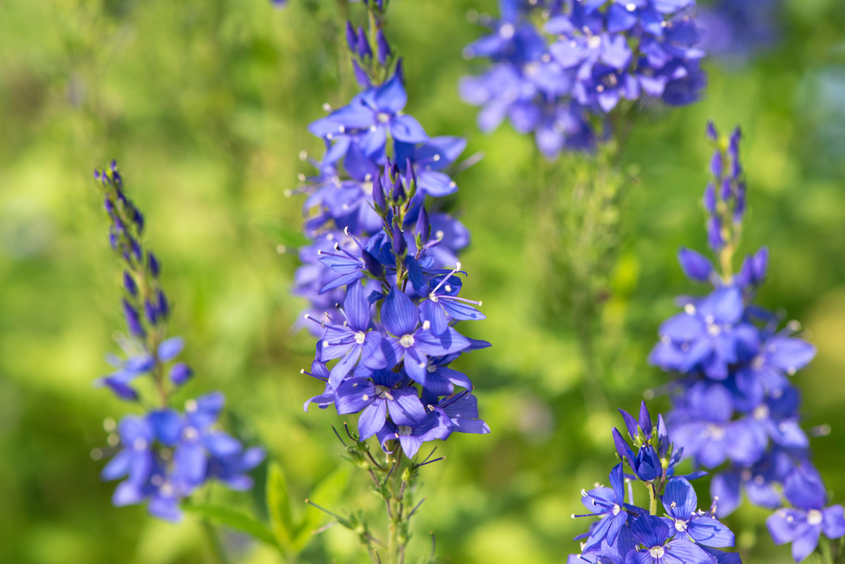Veronica: benefici ed uso