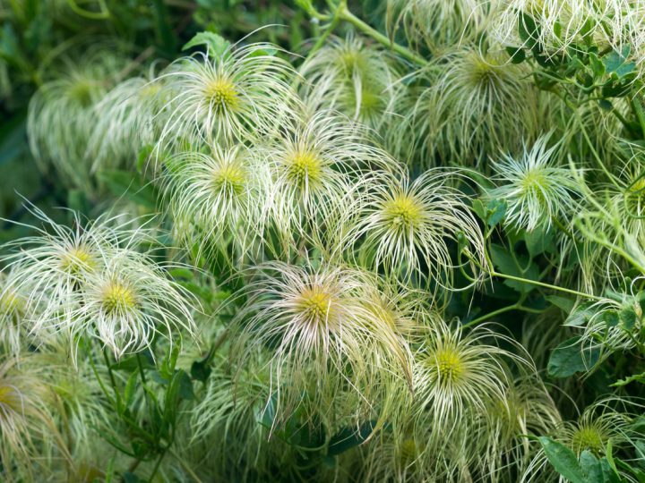 Vitalba: benefici ed utilizzi