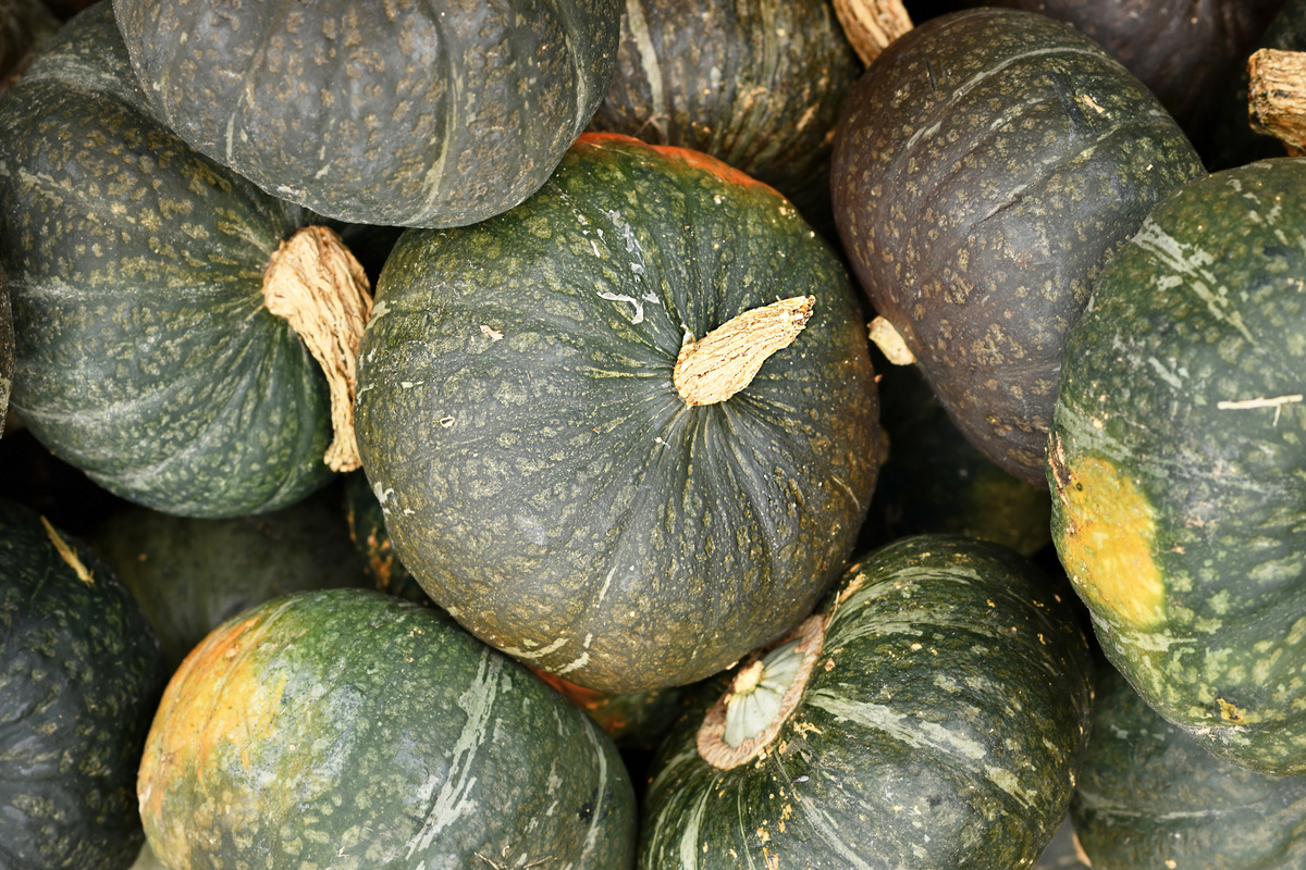 Zucca: benefici ed utilizzi