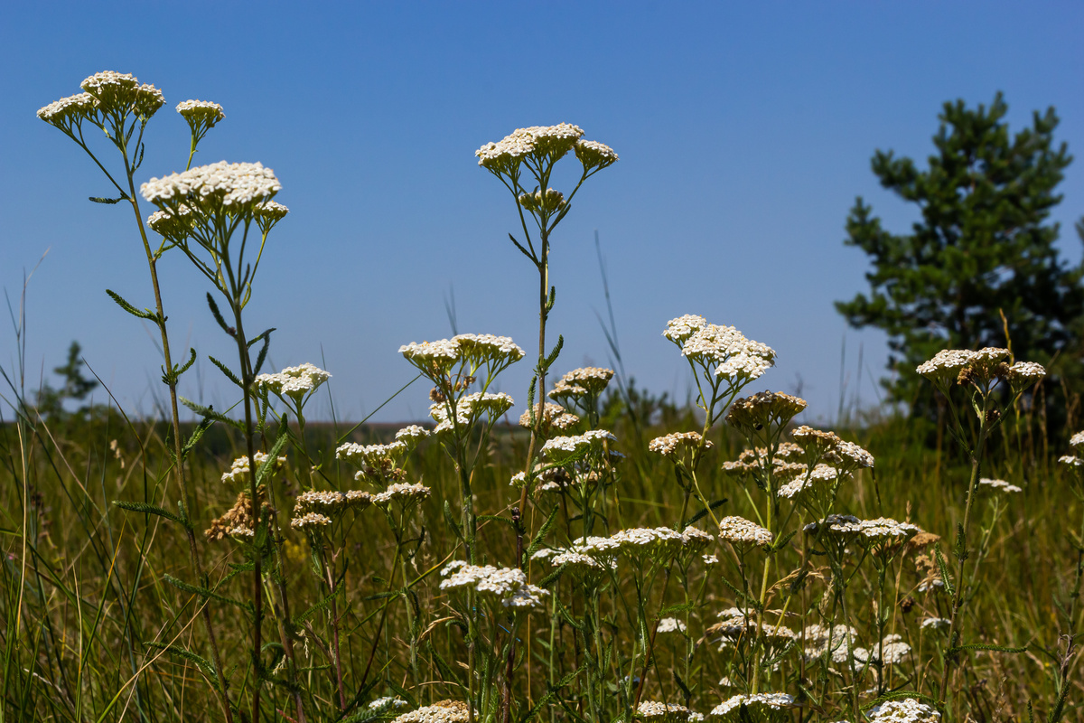 Benefici dell'Achillea Millefoglie