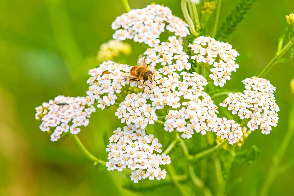 Achillea Odorosa: benefici e utilizzo