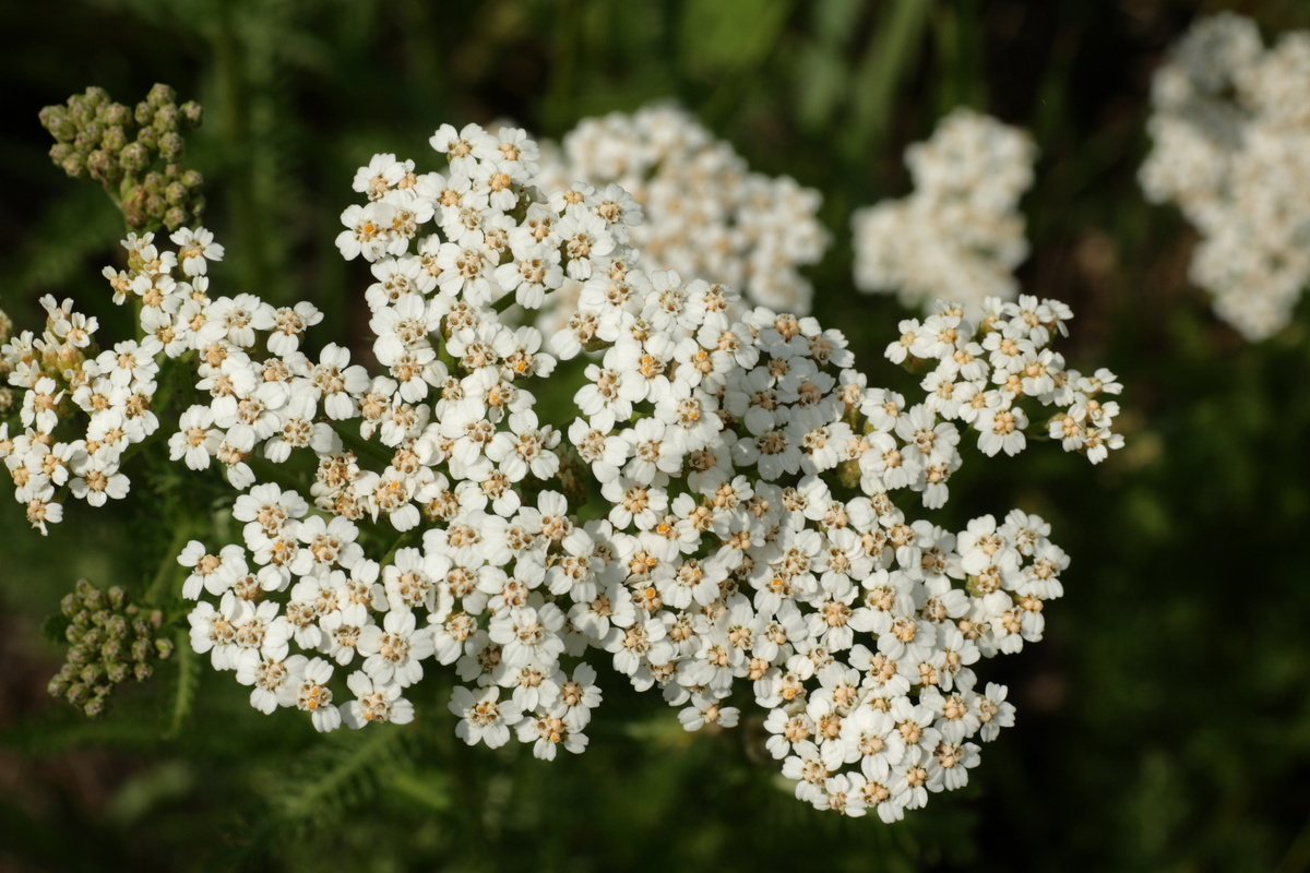 Benefici dell'Achillea Odorosa