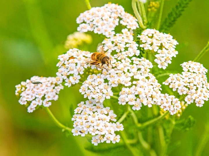 Achillea Odorosa: benefici e utilizzo