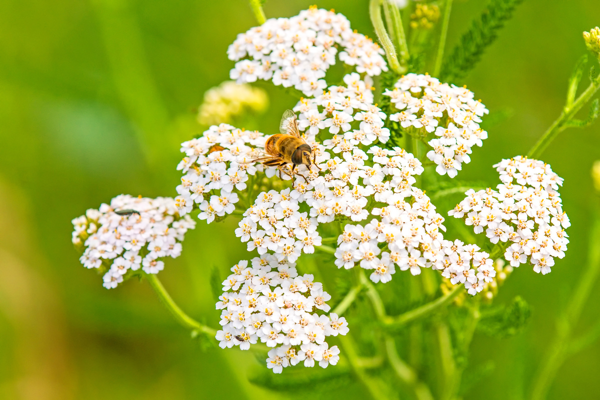 Achillea Odorosa: benefici e utilizzo