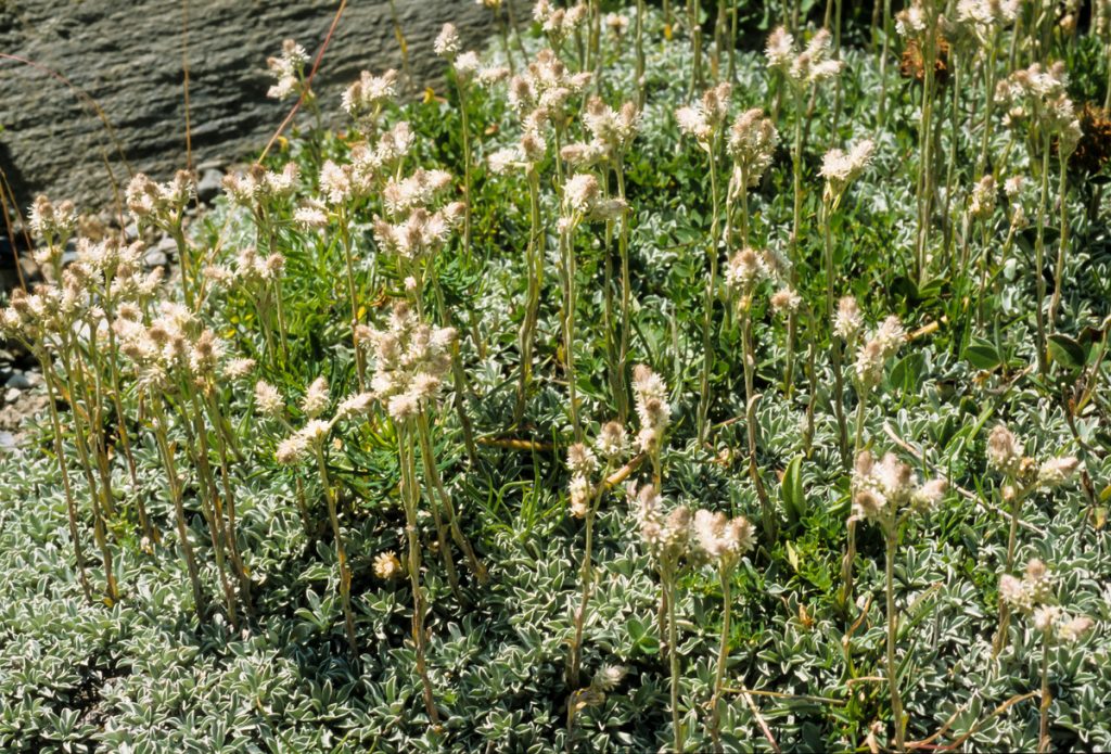 Antennaria: benefici e utilizzi
