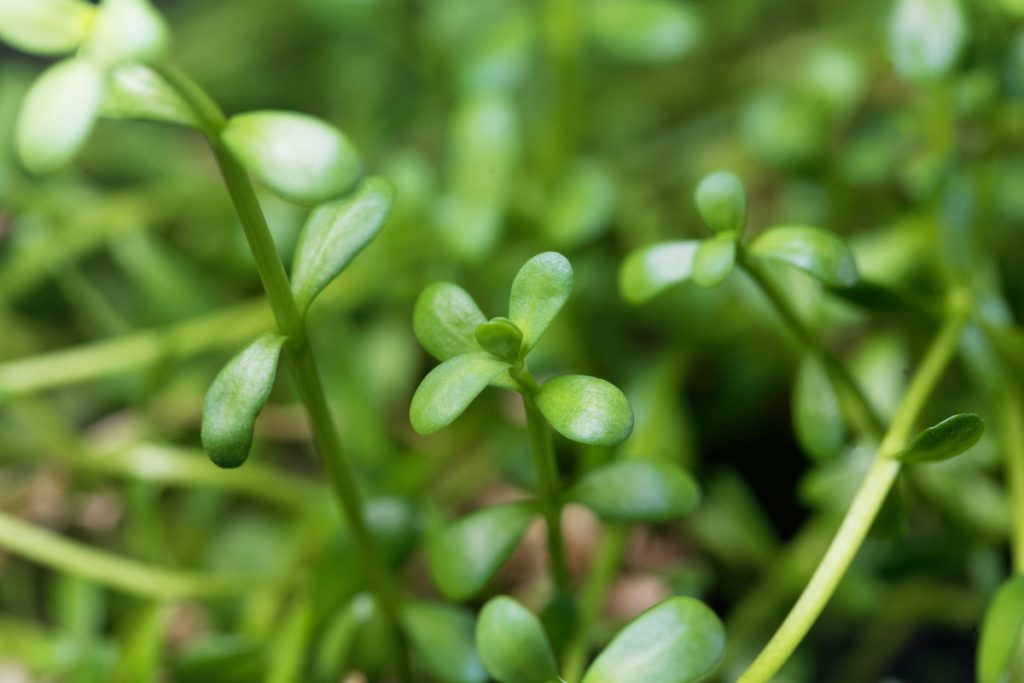 Bacopa: benefici e utilizzi