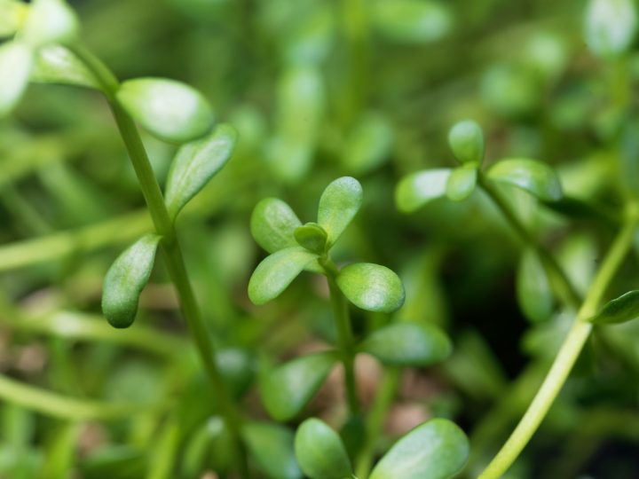 Bacopa: benefici e utilizzi