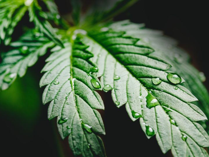 Canapa Acquatica: benefici e utilizzi