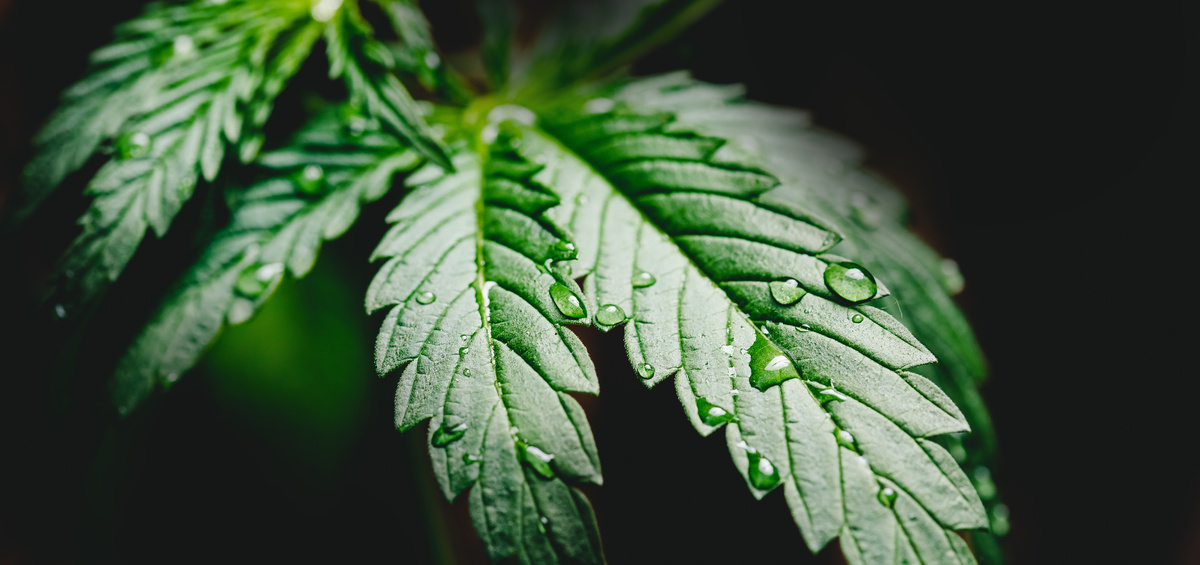 Canapa Acquatica: benefici e utilizzi