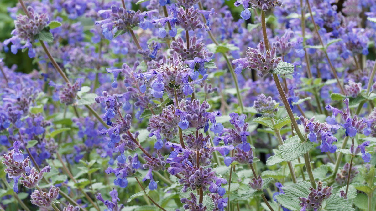 Cataria