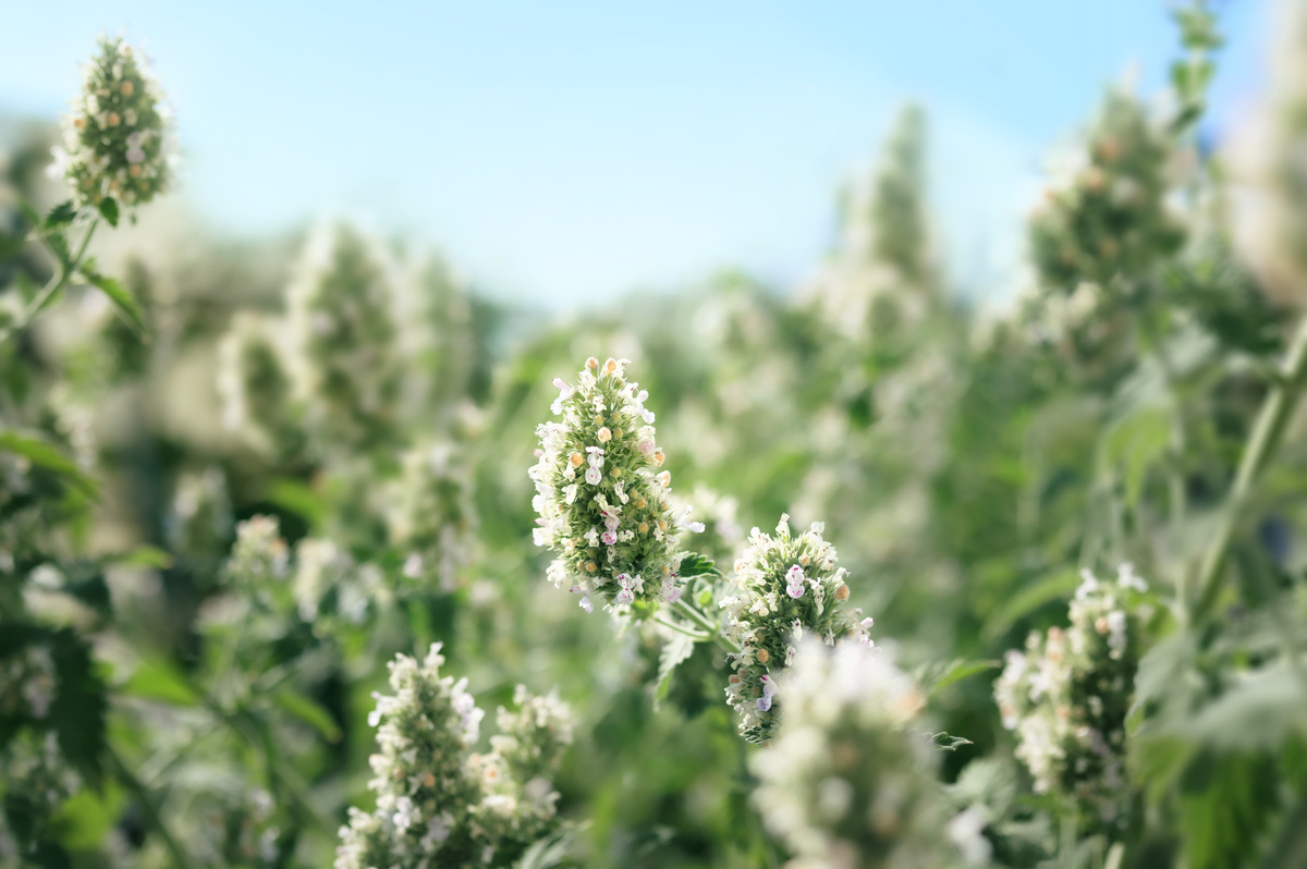 Cataria: benefici e uso