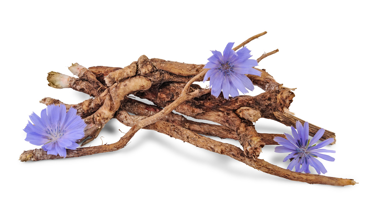 Cicoria: benefici e utilizzo