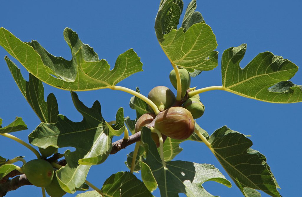 Fico Comune: benefici e utilizzi