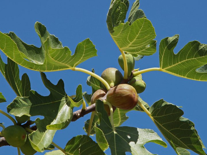 Fico Comune: benefici e utilizzi