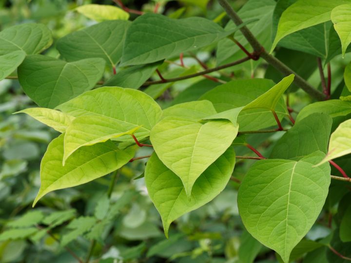 Fo-Ti: benefici e utilizzo