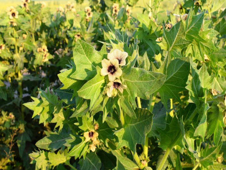Giusquiamo: benefici e utilizzo
