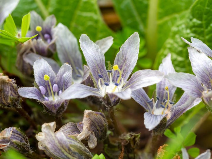 Mandragora Femmina: benefici e utilizzi