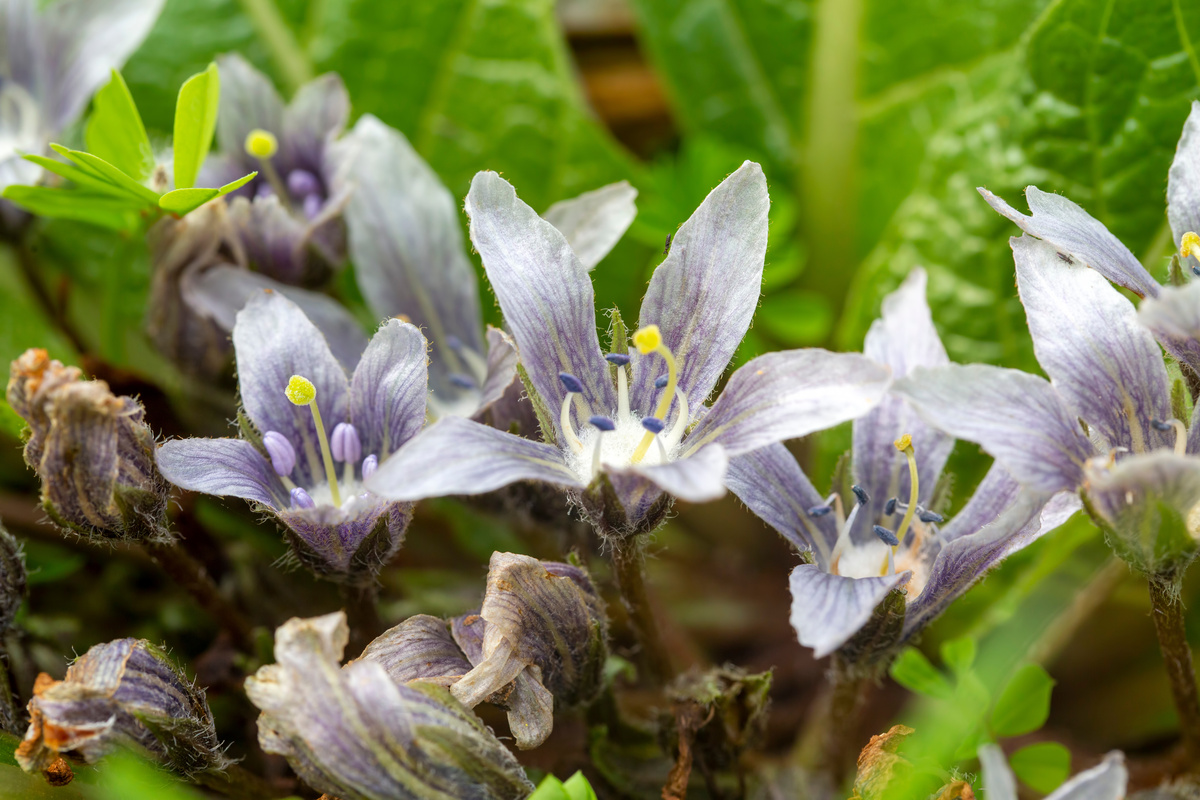Mandragora Femmina: benefici e utilizzi