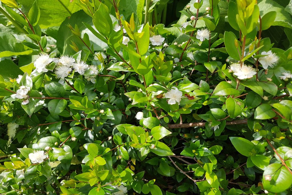 Mirto: benefici e utilizzo