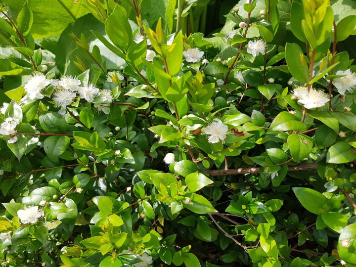 Mirto: benefici e utilizzo