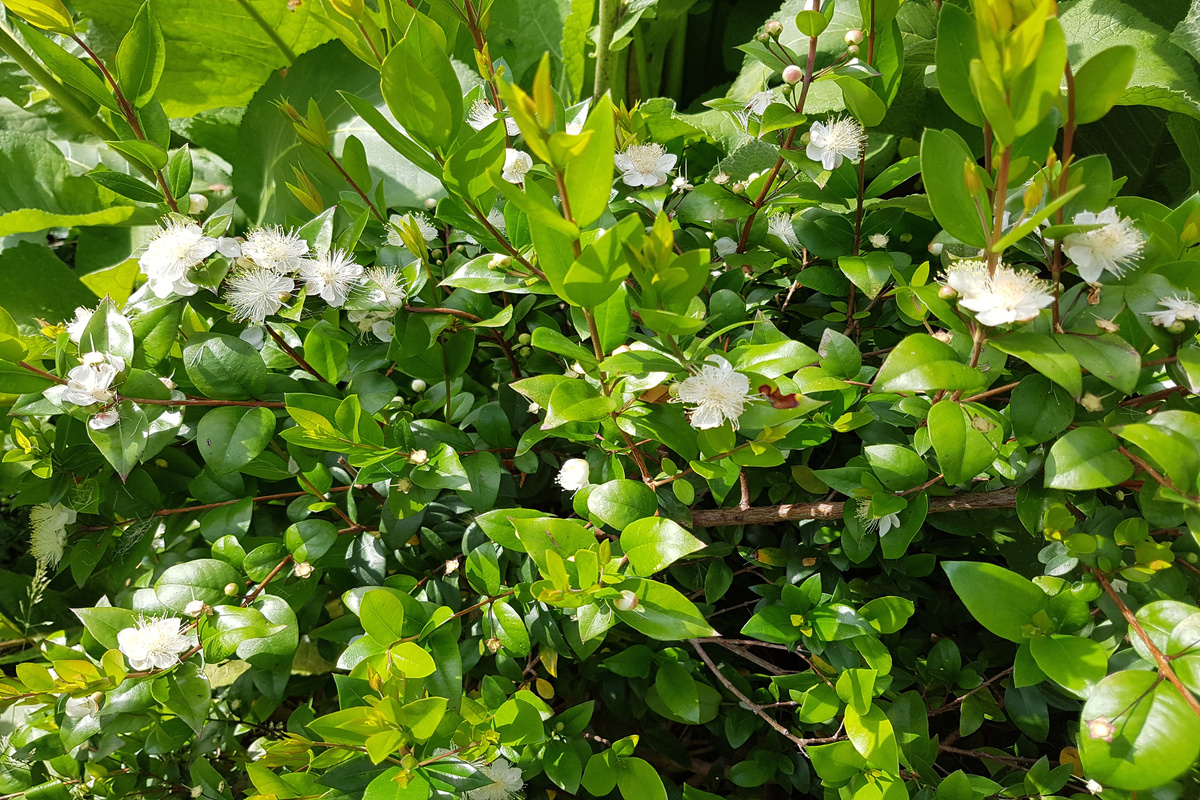 Mirto: benefici e utilizzo