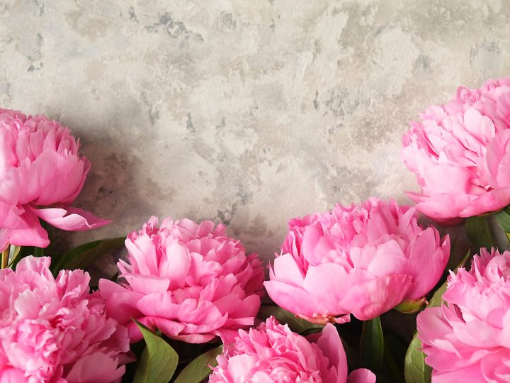 Peonia: benefici e utilizzo