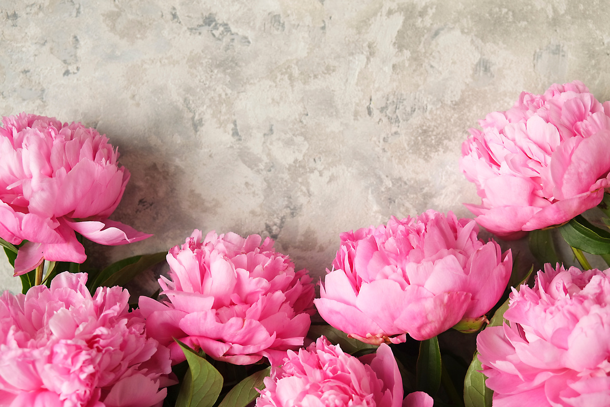 Peonia: benefici e utilizzo