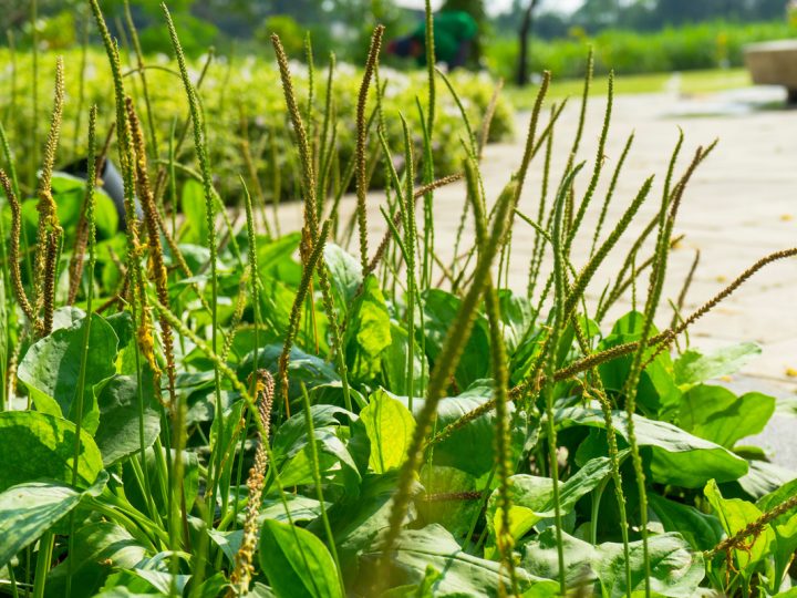 Piantaggine Maggiore: benefici e utilizzi