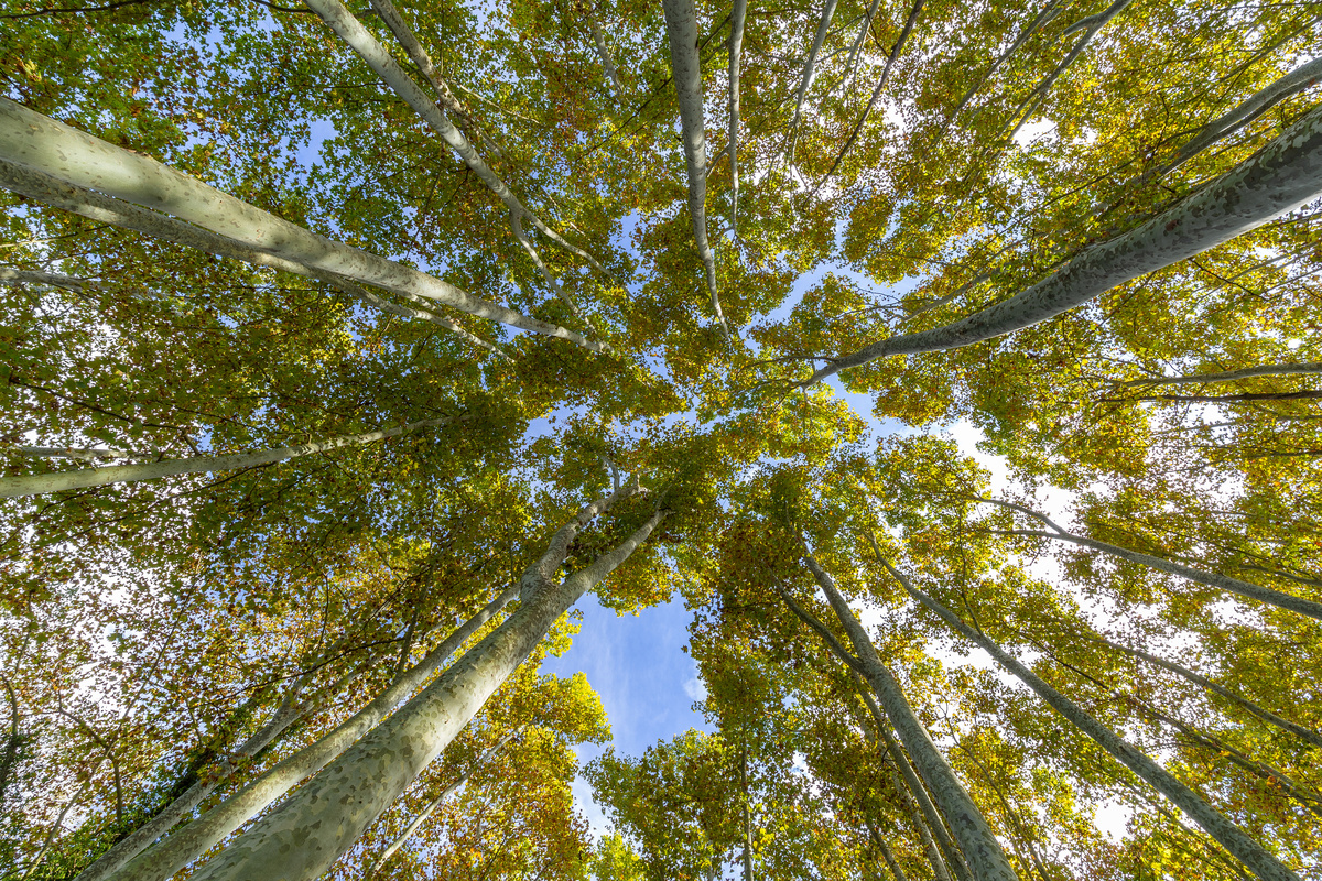 Pioppo: benefici e utilizzo
