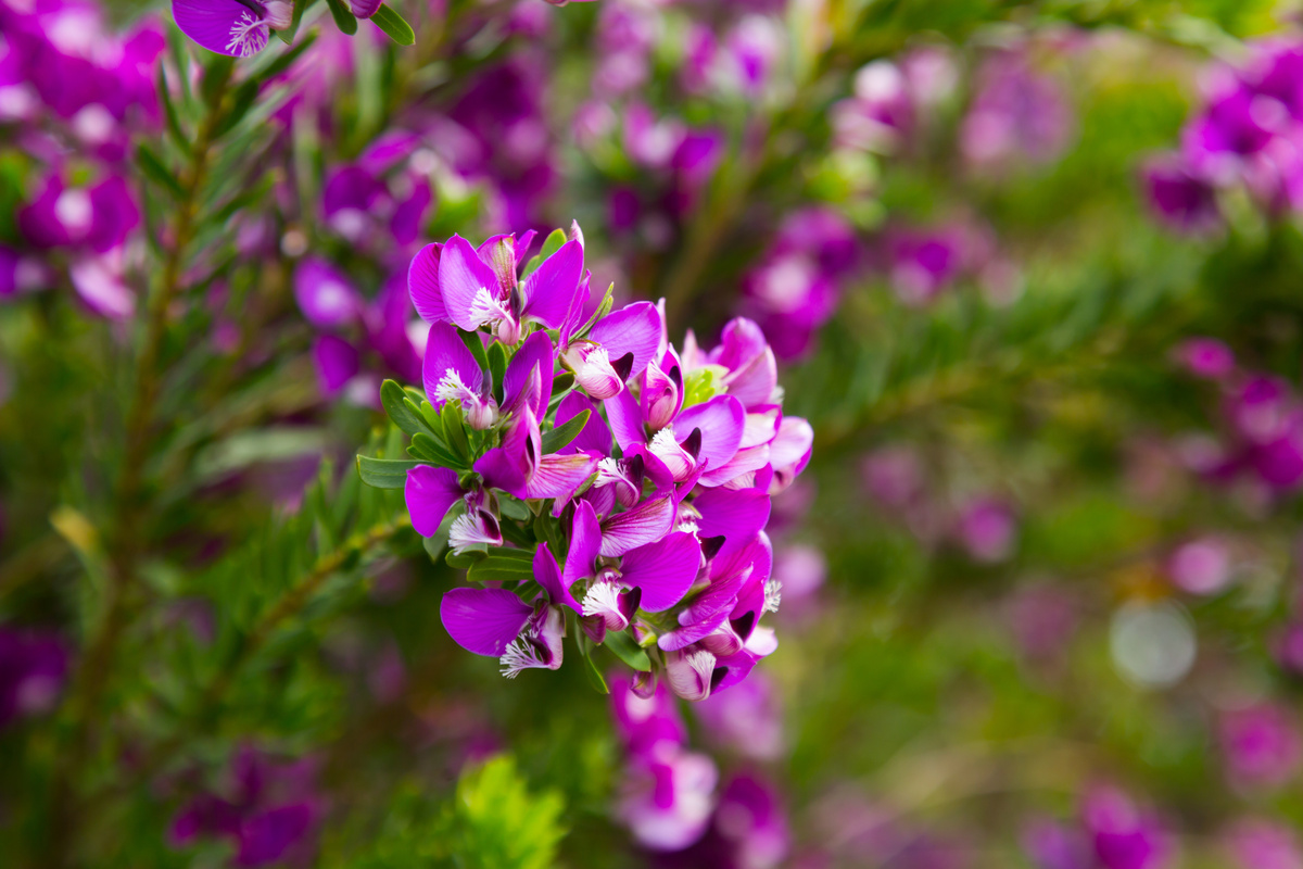 Benefici della Poligala Virginiana