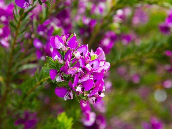 Poligala Virginiana: benefici e utilizzo