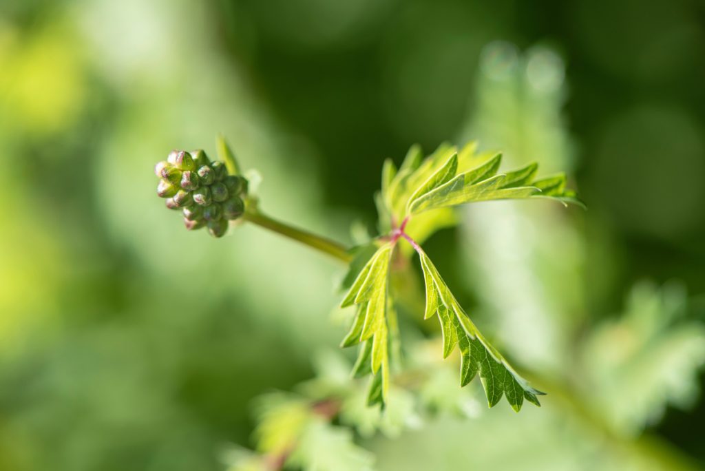 Salvastrella: benefici e utilizzo