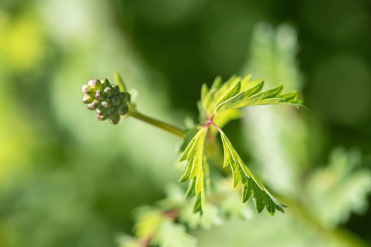 Salvastrella: benefici e utilizzo