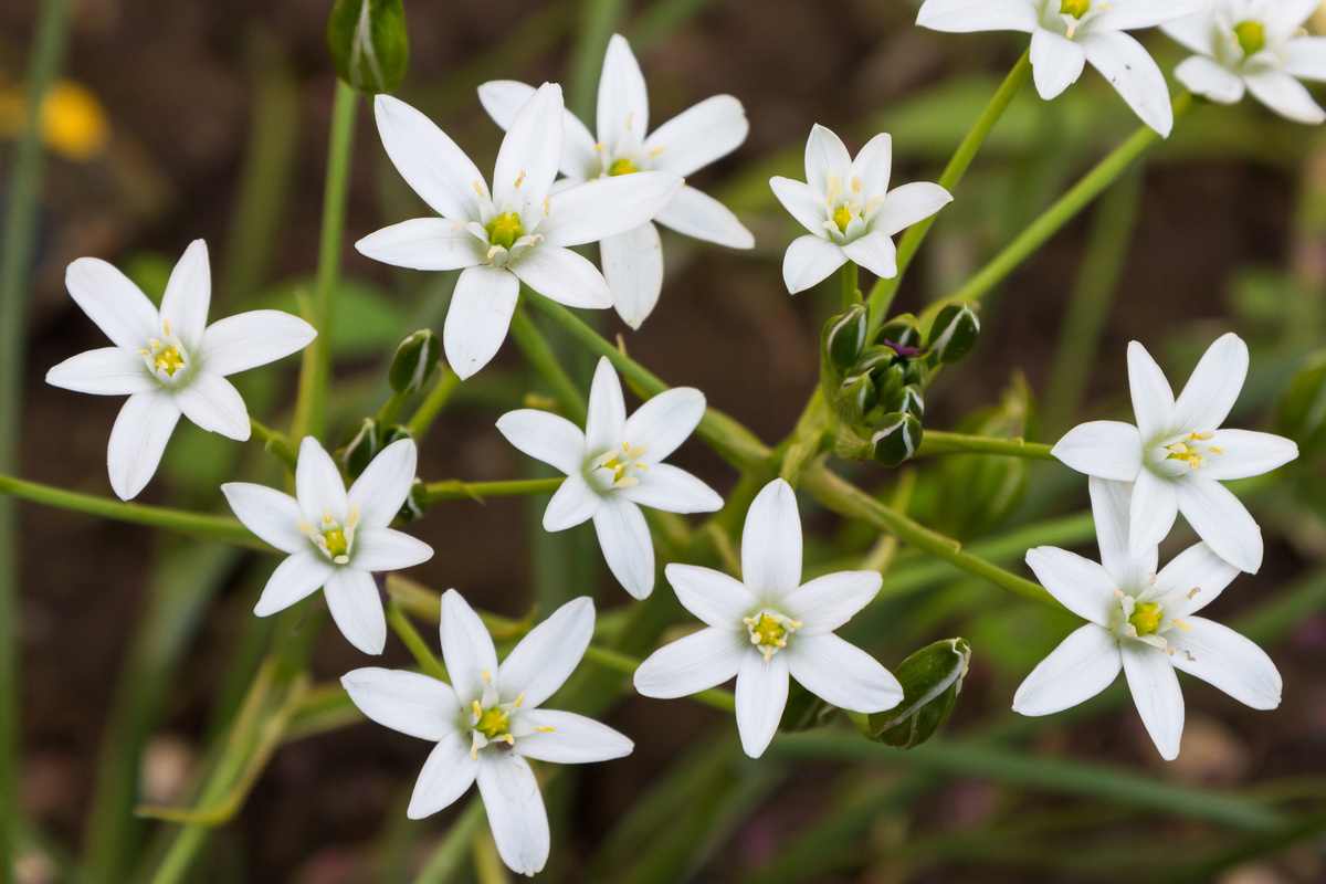 Benefici della Stella Alpina