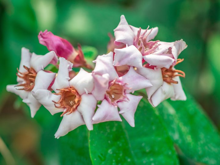 Strofanto: benefici e utilizzo