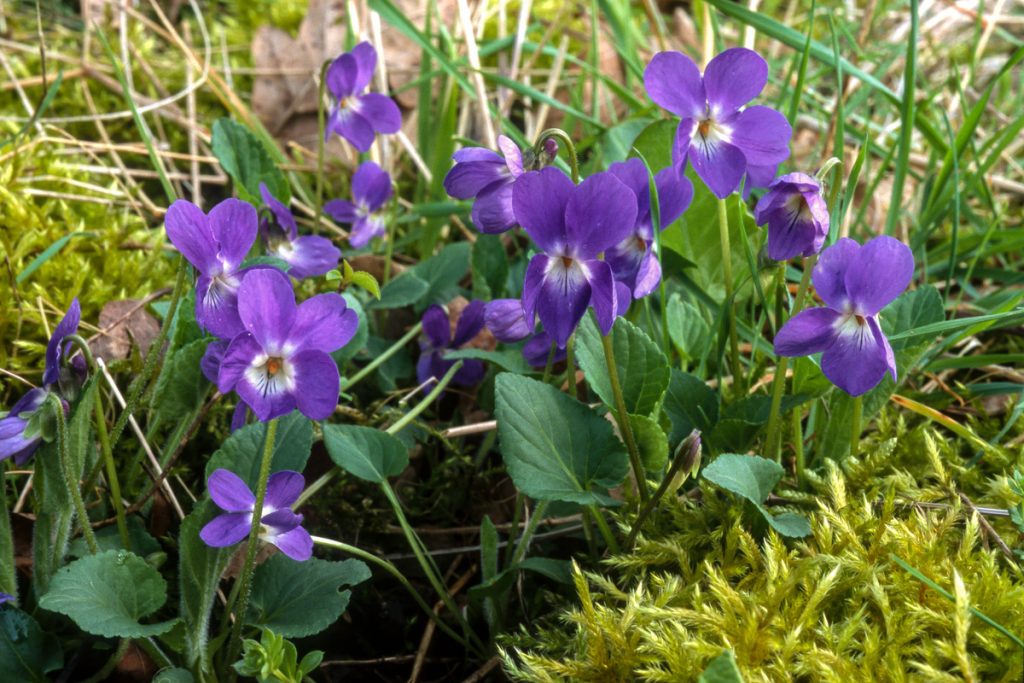 Viola Mammola: benefici e utilizzi
