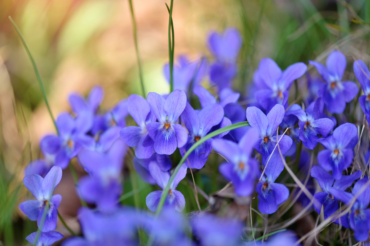 Benefici della Viola Mammola