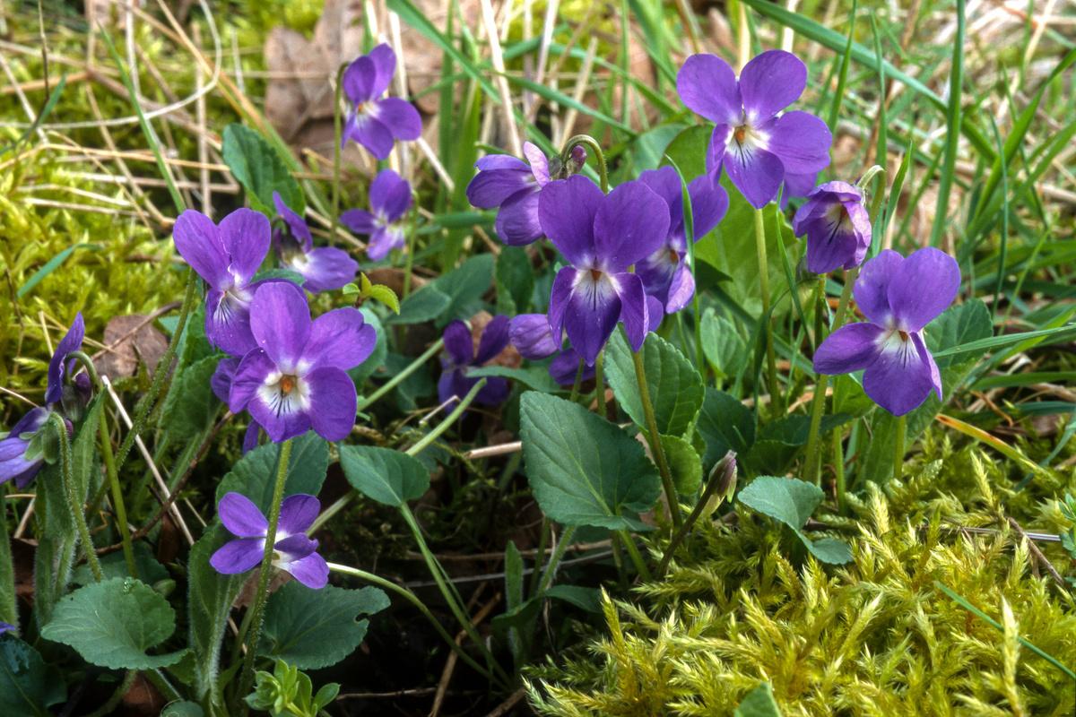 Viola Mammola: benefici e utilizzi
