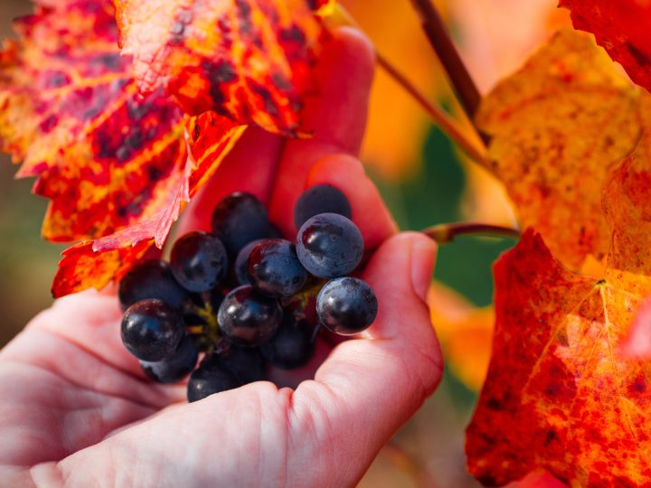 Vite Rossa: benefici e utilizzo